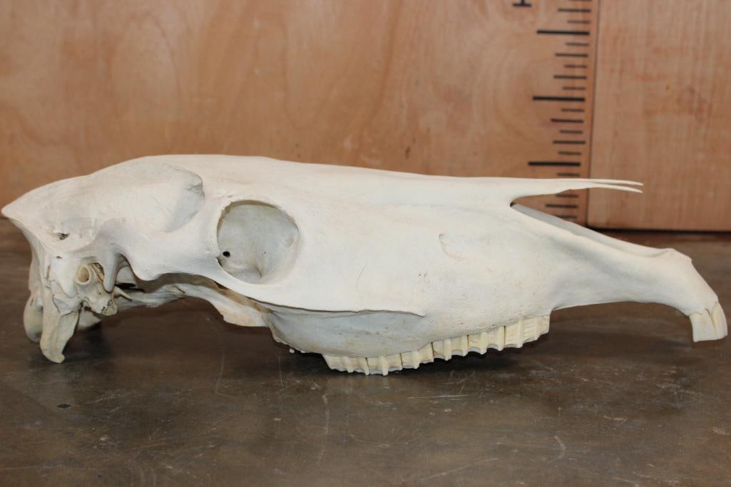 Domestic HORSE Skull - 5