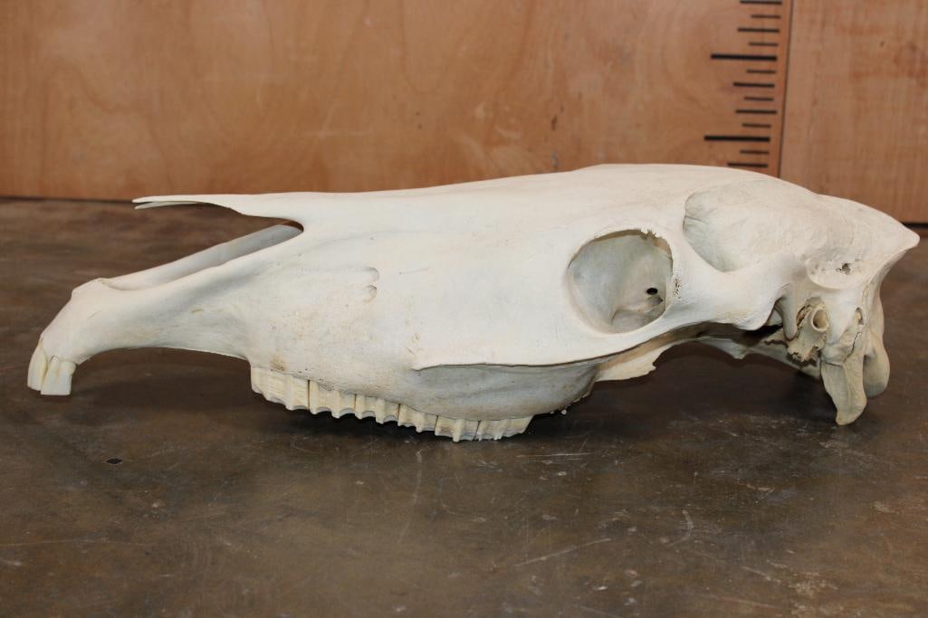 Domestic HORSE Skull - 6