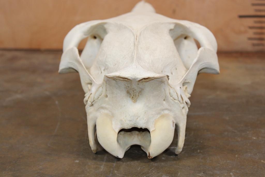 Domestic HORSE Skull - 7