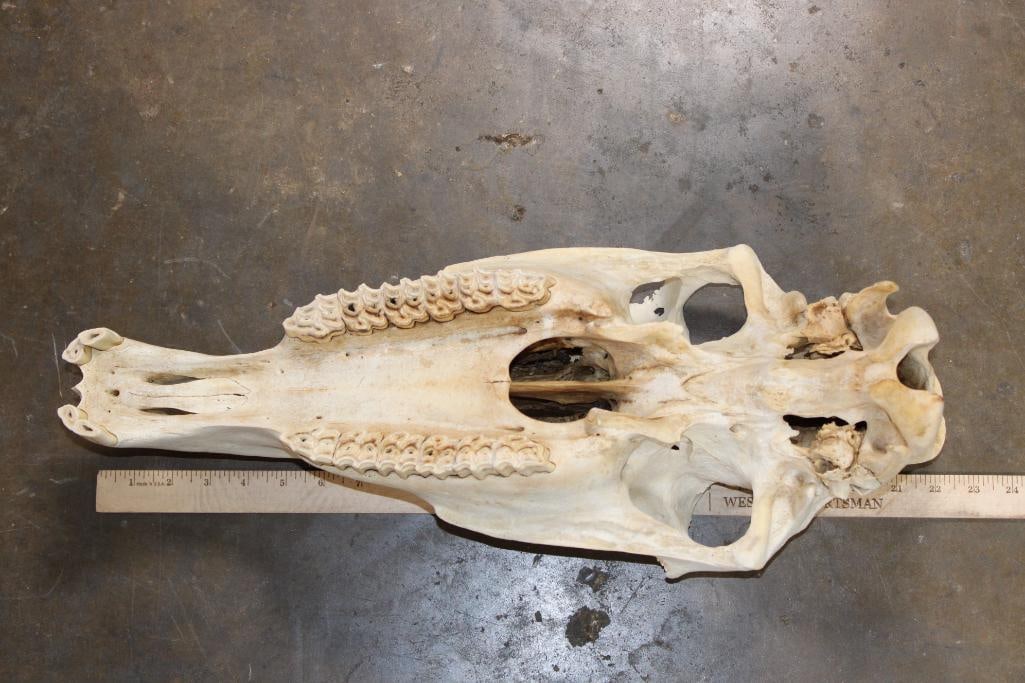Domestic HORSE Skull - 8