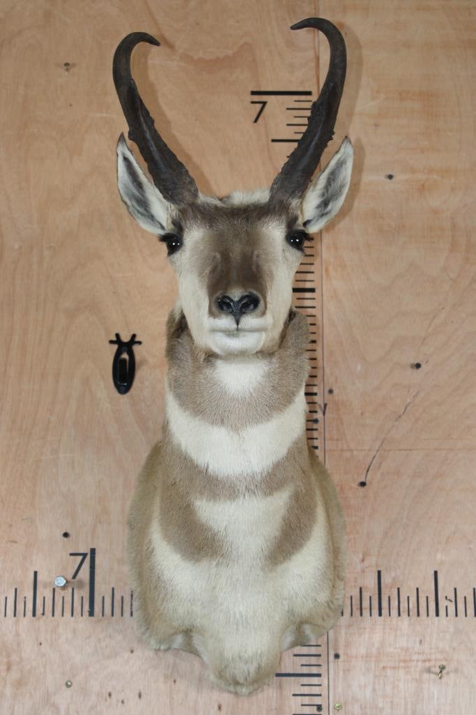 PRONGHORN Shoulder Mount: Nice and Clean PRONGHORN Shoulder Mount. The Left Horn measures 11.5" Long and the Right Horn measures 11.25" Long. It is in Good Condition. TAXIDERMY 