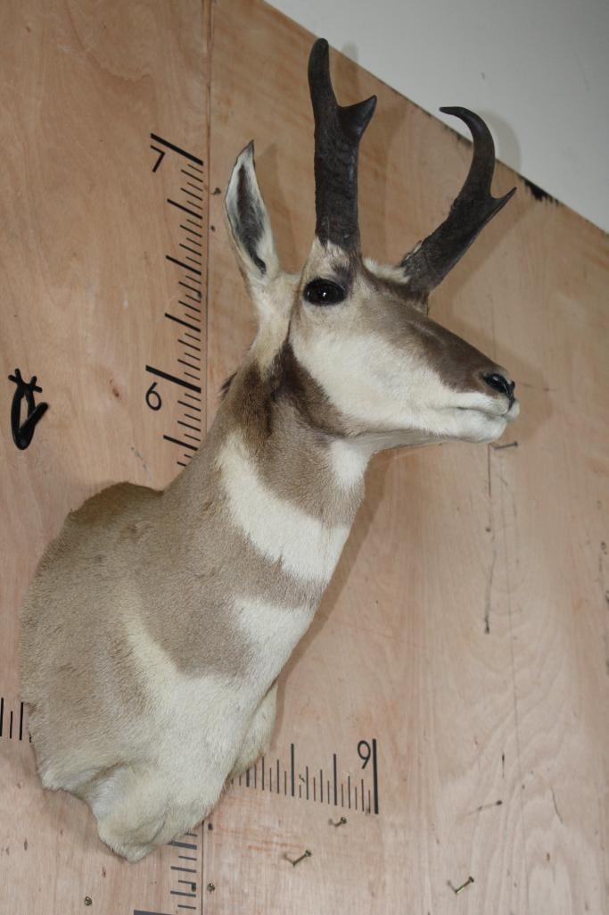 PRONGHORN Shoulder Mount - 2