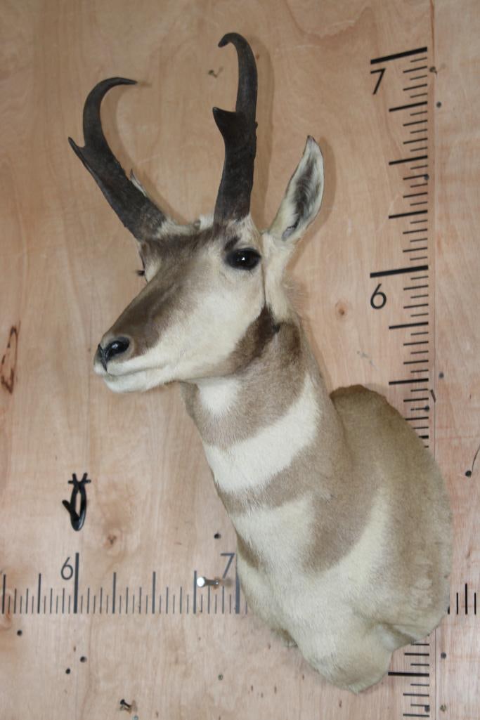PRONGHORN Shoulder Mount - 3