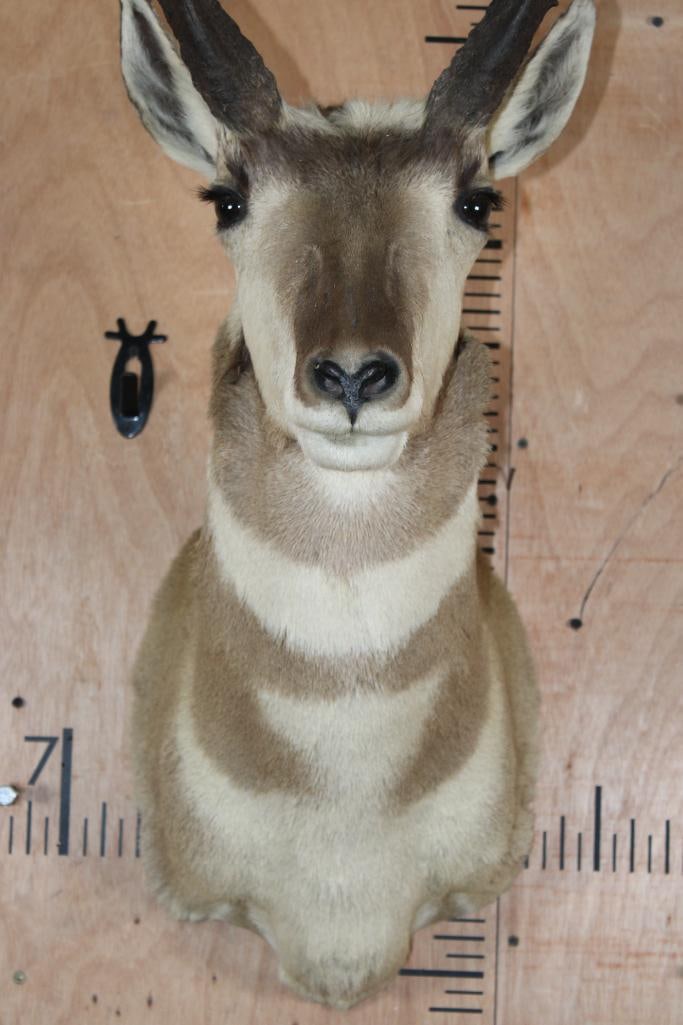 PRONGHORN Shoulder Mount - 4