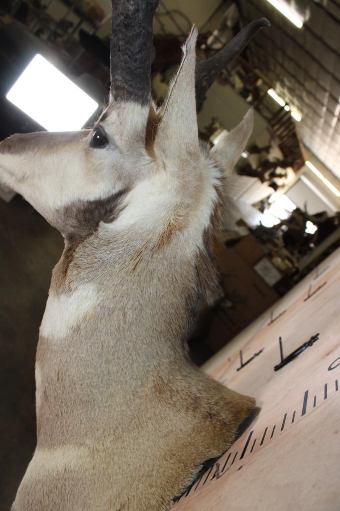 PRONGHORN Shoulder Mount - 5