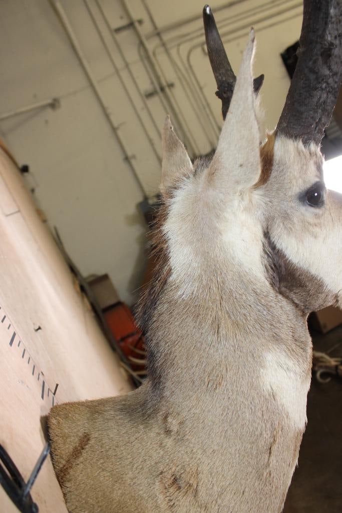 PRONGHORN Shoulder Mount - 6