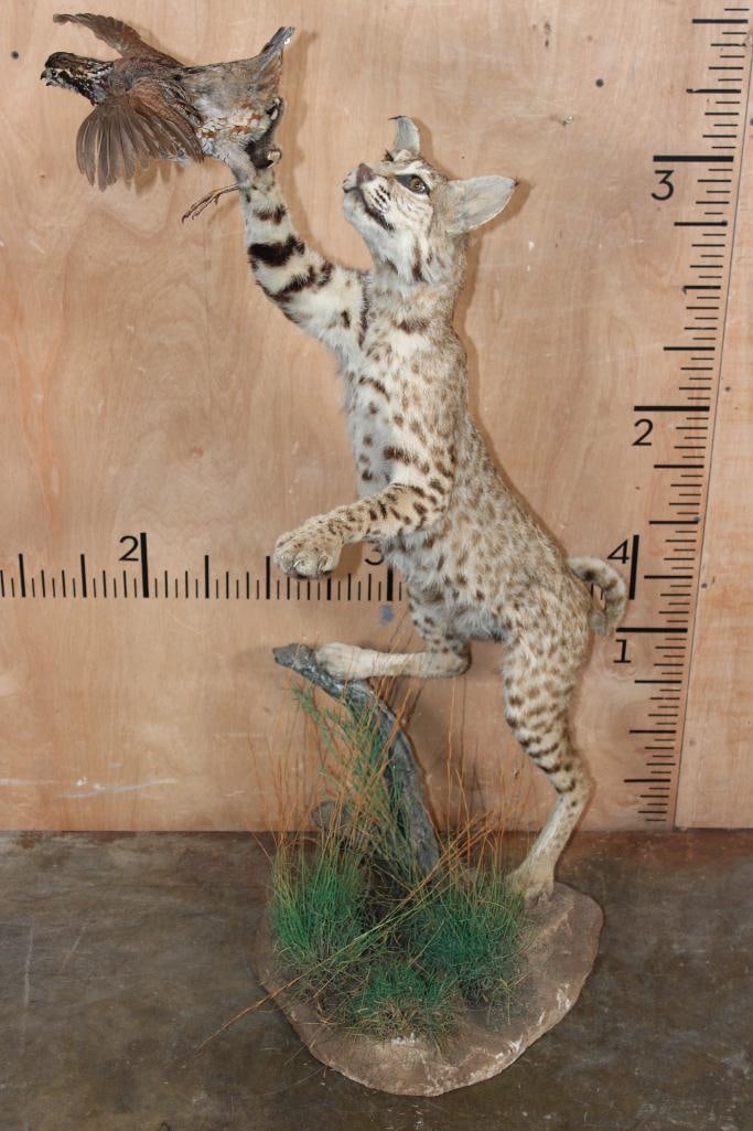 Life-sized BOBCAT leaping at a flying NORTHERN BOBWHITE QUAIL on a Decorative Base: Very Nice, Newer and Clean Life-sized BOBCAT leaping at a flying NORTHERN BOBWHITE QUAIL. It is mounted on on a Decorative Base, the Total Mount measures 46" Tall x 29" Long x 19" Wide. It is in Very