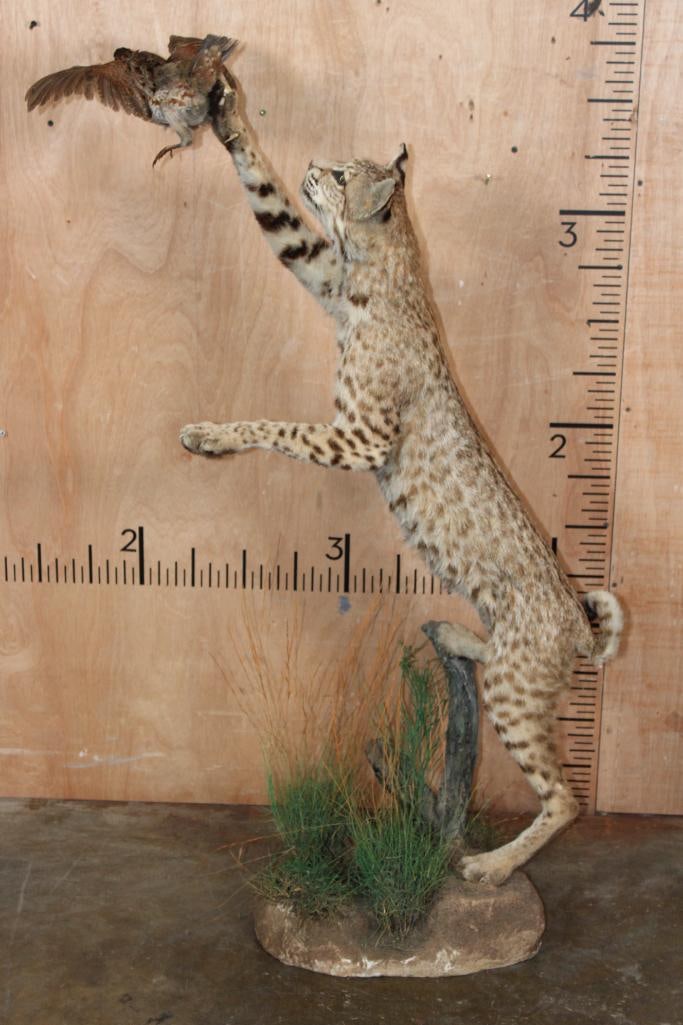 Life-sized BOBCAT leaping at a flying NORTHERN BOBWHITE QUAIL on a Decorative Base - 2