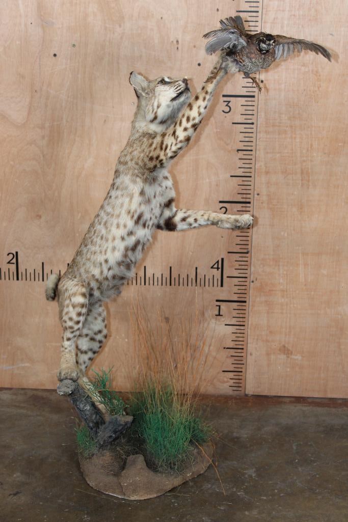 Life-sized BOBCAT leaping at a flying NORTHERN BOBWHITE QUAIL on a Decorative Base - 3