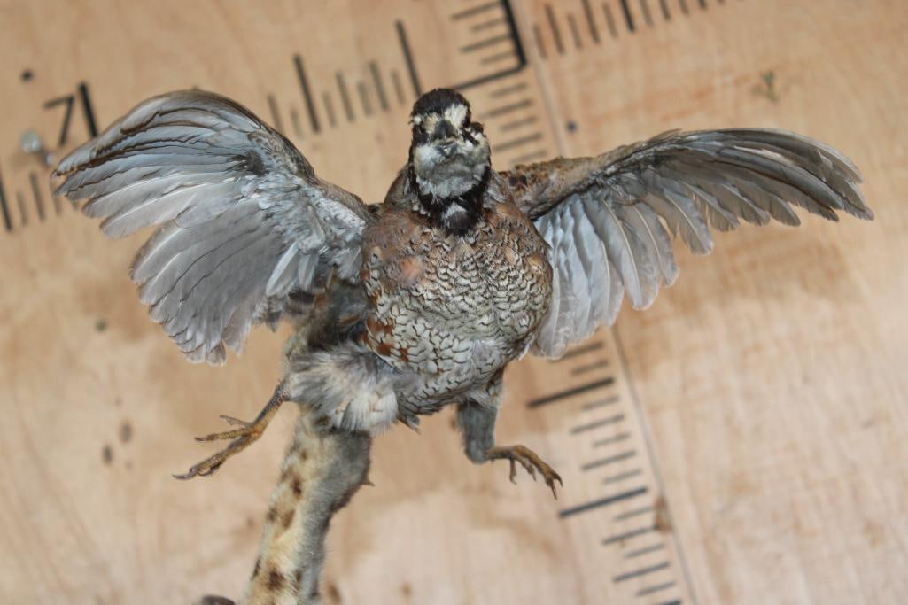 Life-sized BOBCAT leaping at a flying NORTHERN BOBWHITE QUAIL on a Decorative Base - 4