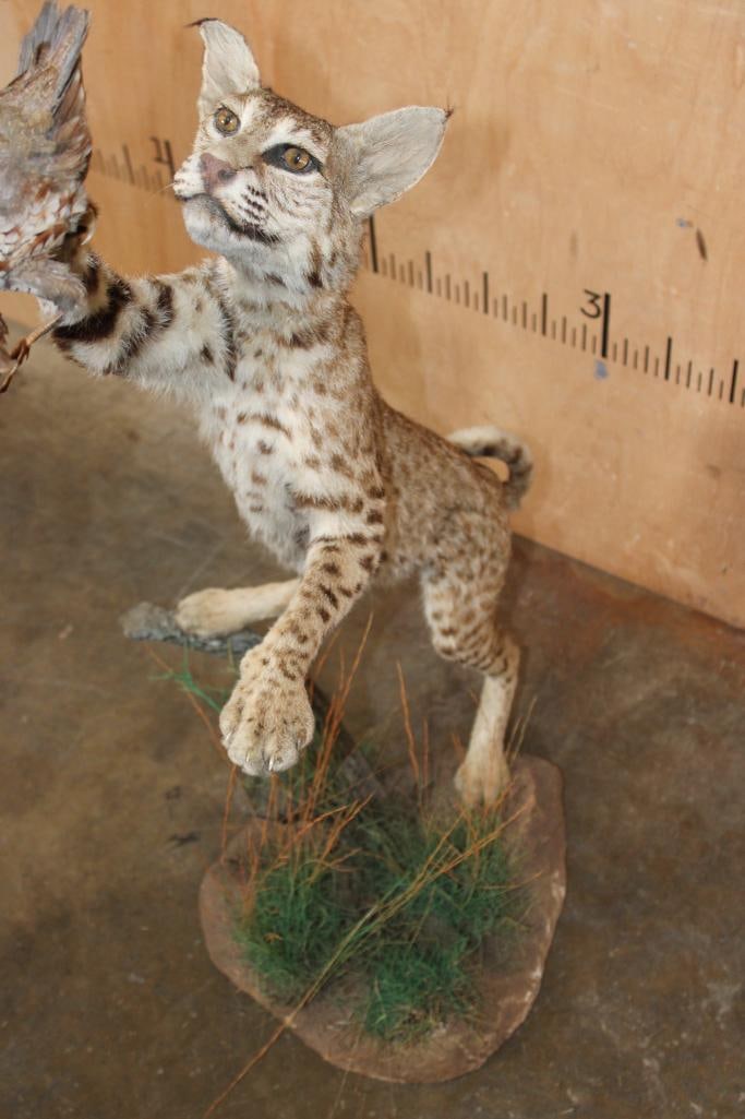 Life-sized BOBCAT leaping at a flying NORTHERN BOBWHITE QUAIL on a Decorative Base - 5