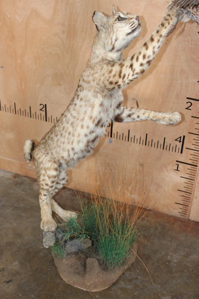 Life-sized BOBCAT leaping at a flying NORTHERN BOBWHITE QUAIL on a Decorative Base - 6