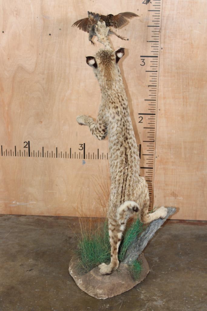 Life-sized BOBCAT leaping at a flying NORTHERN BOBWHITE QUAIL on a Decorative Base - 7