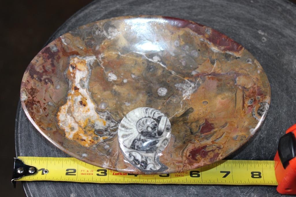 Polished AMMONITE and ORTHOCERAS Fossil Matrix Bowl or Dish - 2