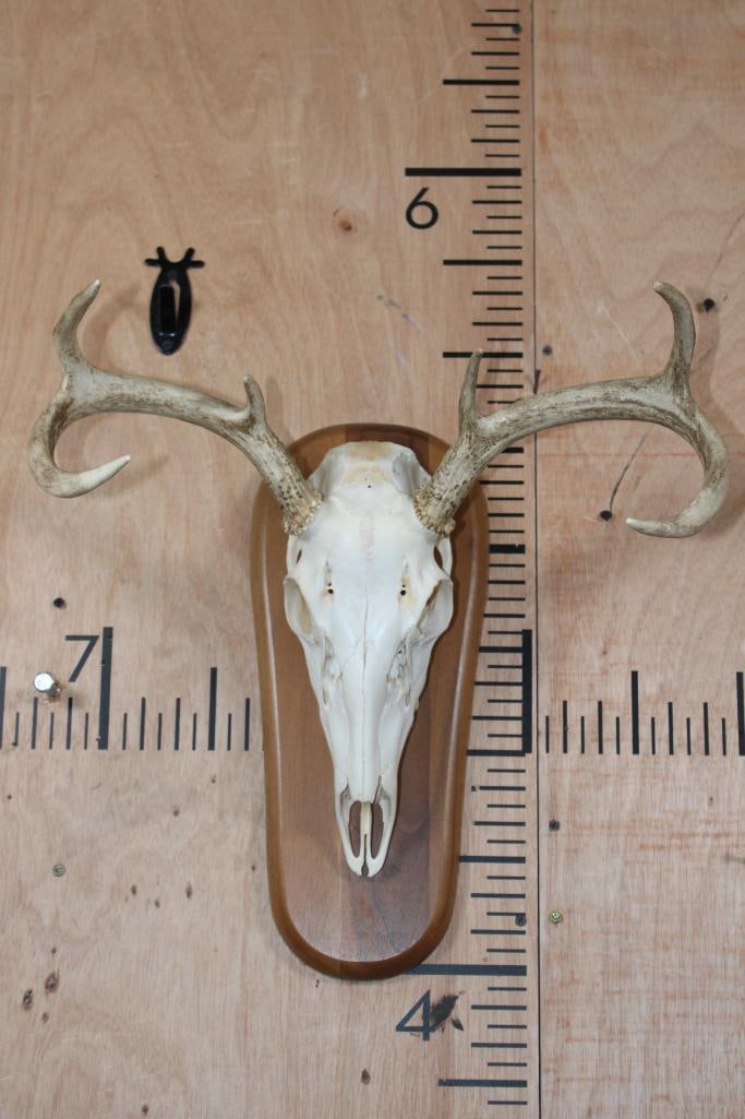 A-Grade 6-Point WHITETAIL DEER Skull on a Wood Plaque: Very Nice and Clean A-Grade 6-Point WHITETAIL DEER Skull on a Wood Plaque. It has a 17" Spread and All its Teeth and Nasal Turbinates. TAXIDERMY SKULLS 