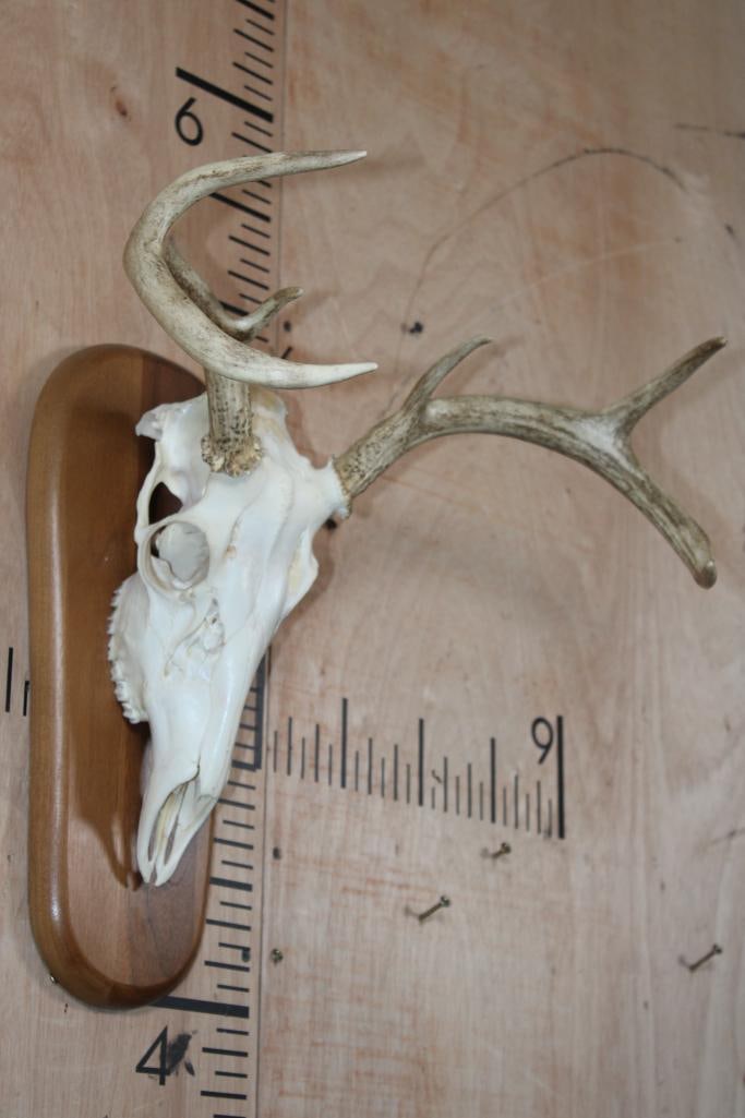 A-Grade 6-Point WHITETAIL DEER Skull on a Wood Plaque - 2