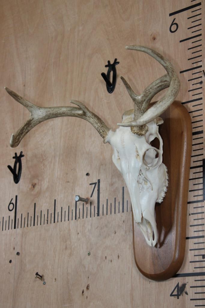 A-Grade 6-Point WHITETAIL DEER Skull on a Wood Plaque - 3