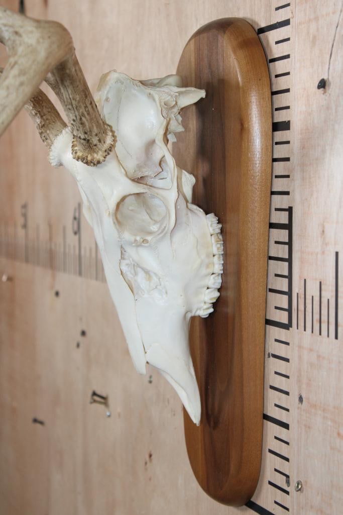 A-Grade 6-Point WHITETAIL DEER Skull on a Wood Plaque - 4