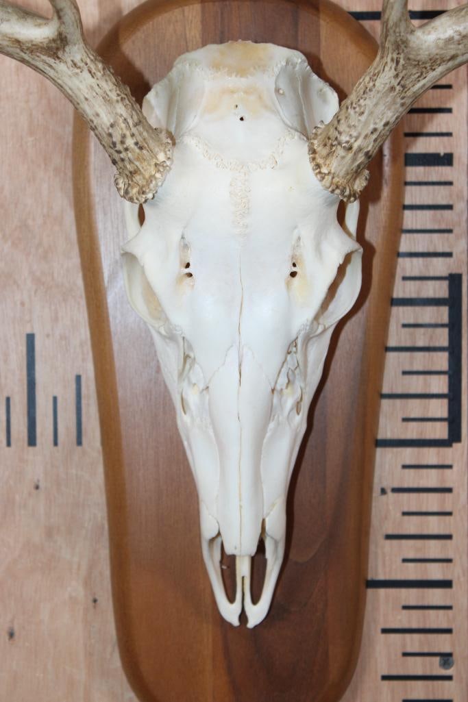 A-Grade 6-Point WHITETAIL DEER Skull on a Wood Plaque - 5