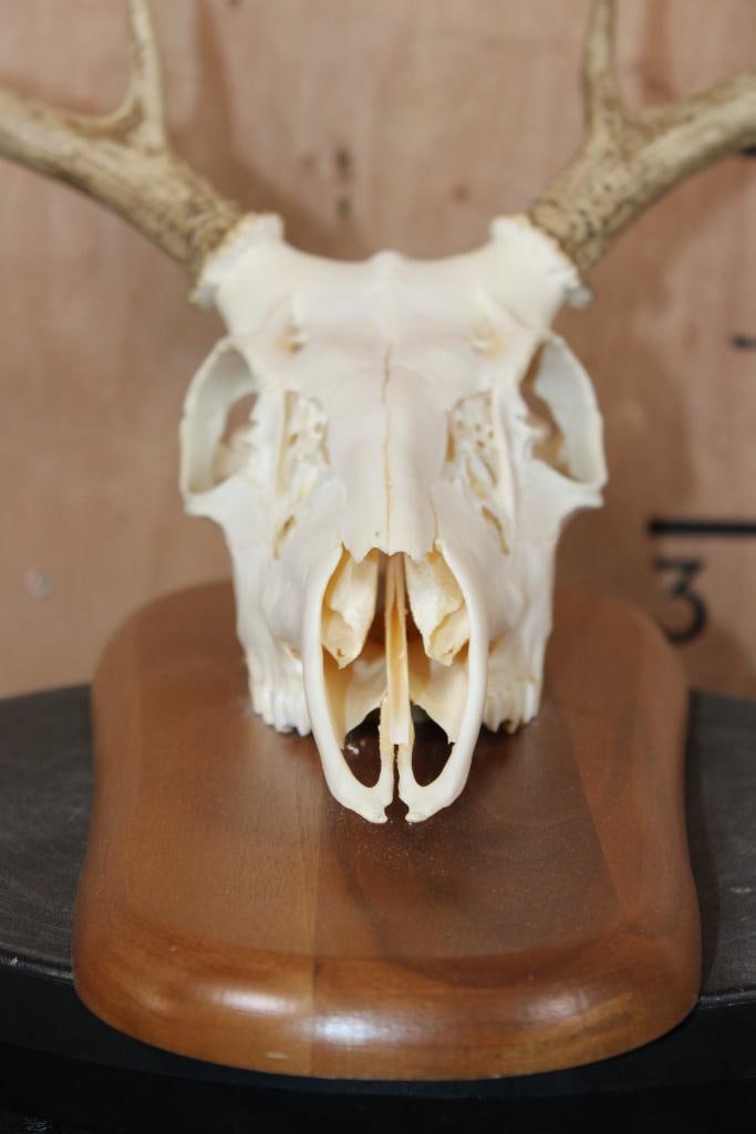 A-Grade 6-Point WHITETAIL DEER Skull on a Wood Plaque - 7