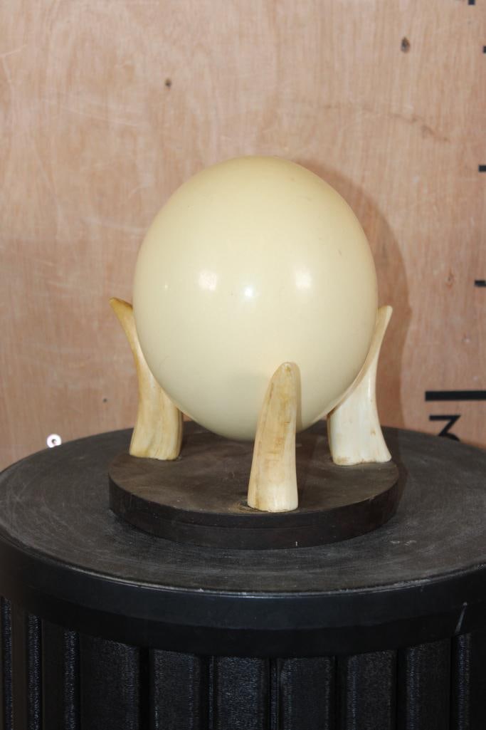 OSTRICH Egg on a WARTHOG Tusk and Wood Display Stand: OSTRICH Egg on a WARTHOG Tusk and Wood Display Stand. When assembled it measures 7" Long x 7" Wide x 7.75" Tall and Weighs 1 lb 12 oz. TAXIDERMY ART 