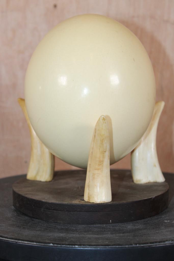 OSTRICH Egg on a WARTHOG Tusk and Wood Display Stand - 2