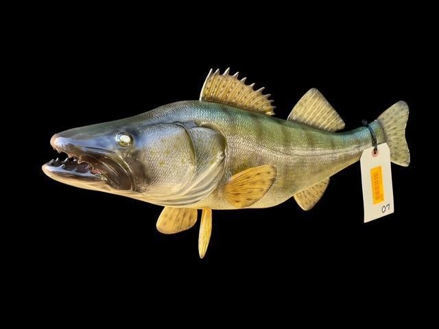 *New in Box* Reproduction WALLEYE Fish Mount: Beautiful *New in Box* Reproduction WALLEYE Fish Mount. It measures 25" Long x 7" Wide (across). This is an awesome fish specimen for nautical decor. DECORATIVE TAXIDERMY FISH 