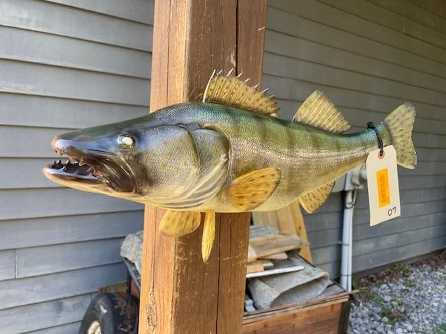 *New in Box* Reproduction WALLEYE Fish Mount - 4