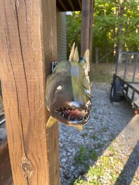 *New in Box* Reproduction WALLEYE Fish Mount - 5