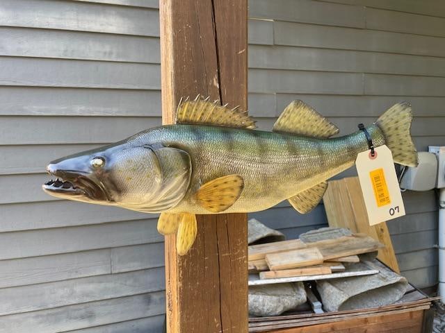 *New in Box* Reproduction WALLEYE Fish Mount - 7