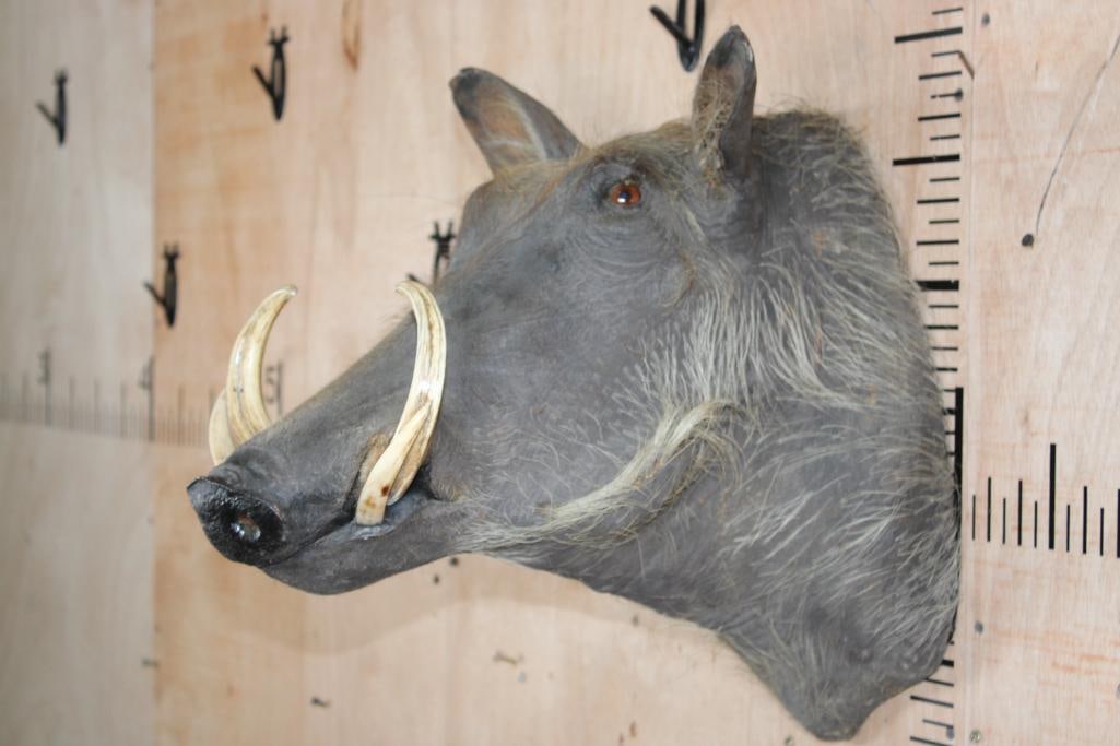 WARTHOG Shoulder Mount - 3