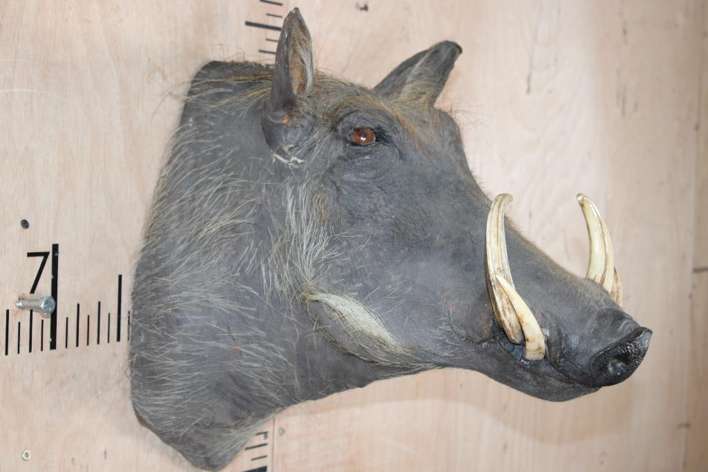 WARTHOG Shoulder Mount - 4