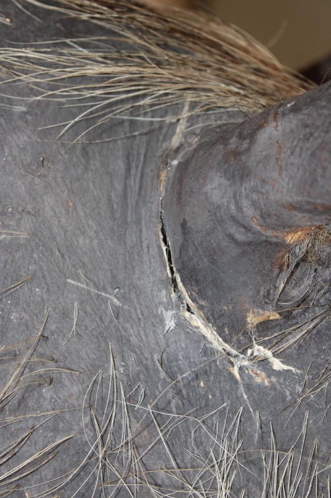 WARTHOG Shoulder Mount - 5