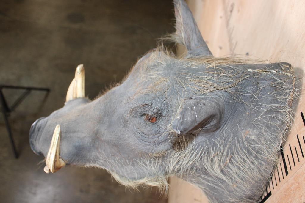 WARTHOG Shoulder Mount - 6