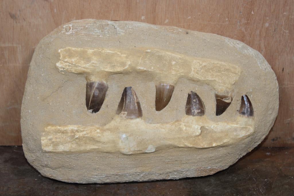 6 Fossilized MOSASAUR Teeth in a Matrix Display: 6 XL Fossilized MOSASAUR Teeth in a matrix display. It measures 13" Long x 8.5" Wide x 3" Thick and the Total Weight is 10 lbs. Mosasaurs lived during the Late Cretaceous Period, from about
