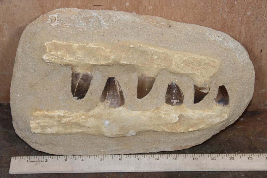6 Fossilized MOSASAUR Teeth in a Matrix Display - 2