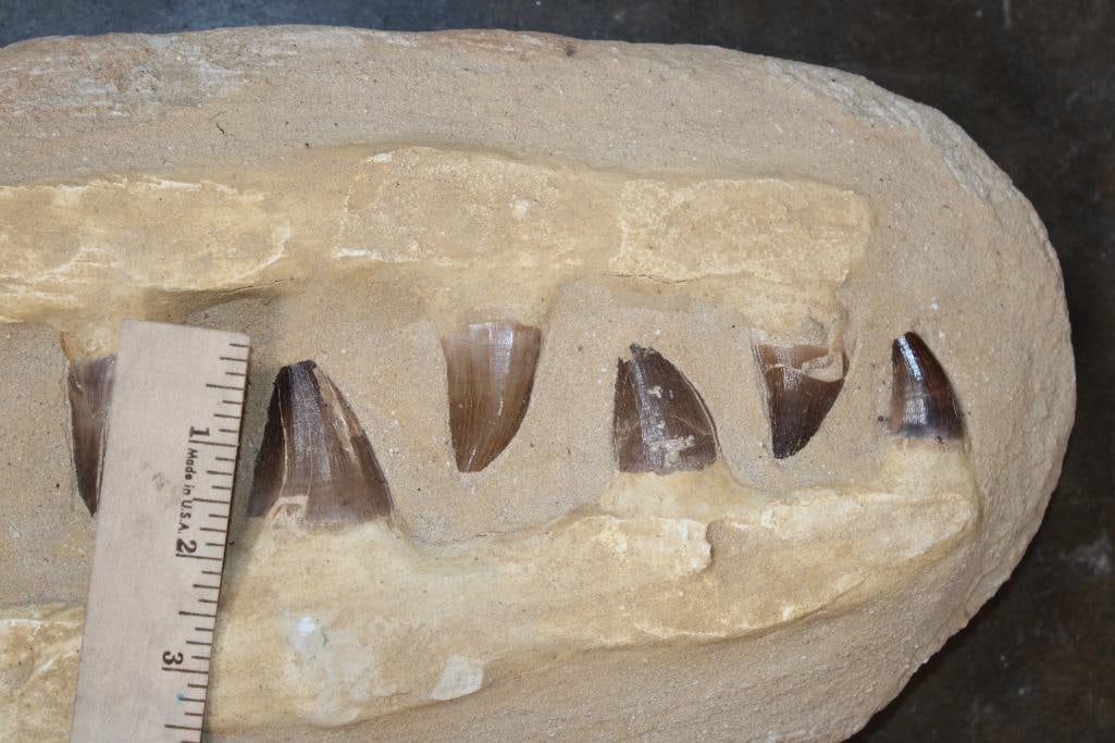 6 Fossilized MOSASAUR Teeth in a Matrix Display - 4
