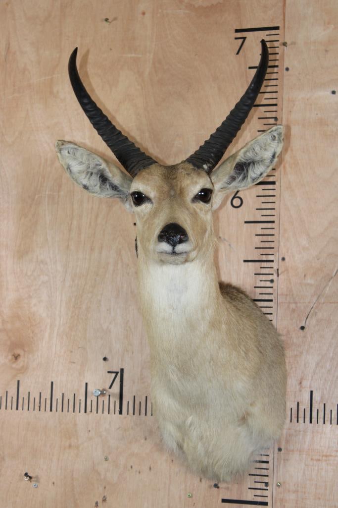 Big REEDBUCK Shoulder Mount: Big REEDBUCK Shoulder Mount. The Left Horn measures 12.5" Long and the Right Horn measures 12 5/8" Long. It is in Good Condition. TAXIDERMY 
