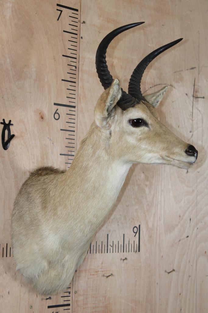 Big REEDBUCK Shoulder Mount - 3