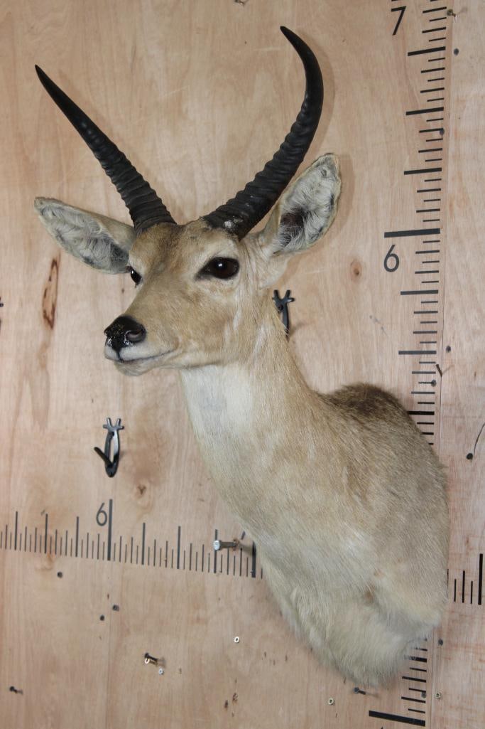 Big REEDBUCK Shoulder Mount - 4