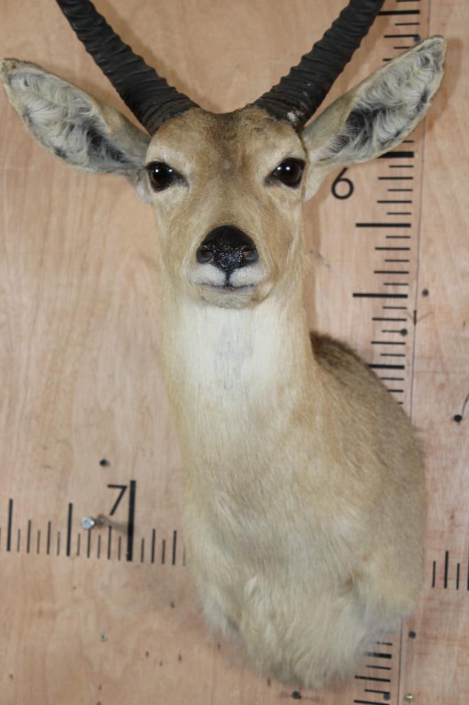 Big REEDBUCK Shoulder Mount - 5