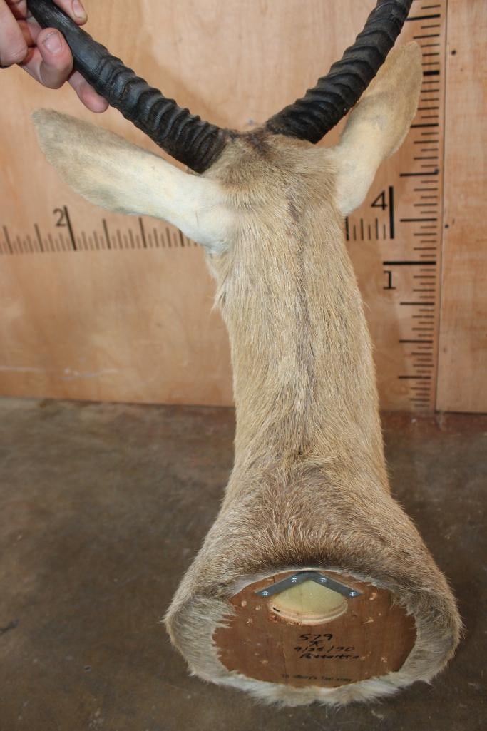 Big REEDBUCK Shoulder Mount - 7