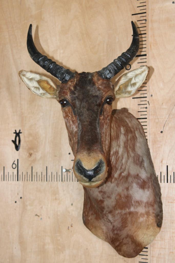 TSESSEBE Shoulder Mount: TSESSEBE Shoulder Mount. It is in Good Condition. TAXIDERMY 