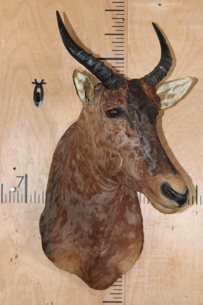 TSESSEBE Shoulder Mount - 2