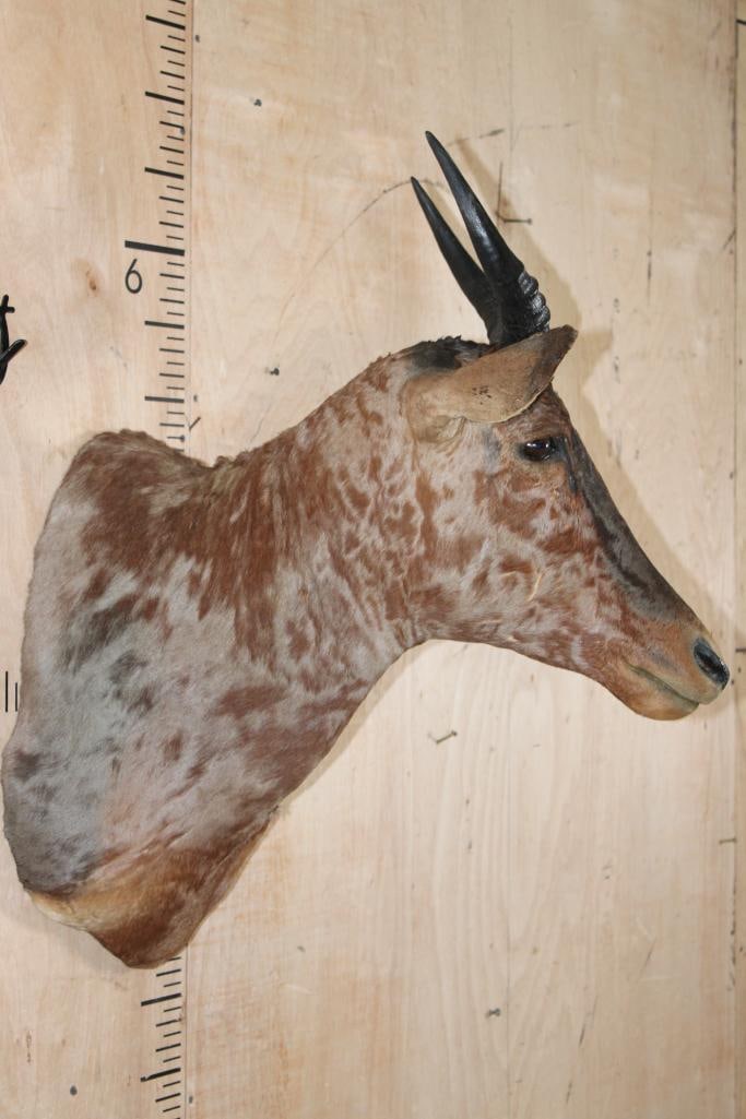 TSESSEBE Shoulder Mount - 3