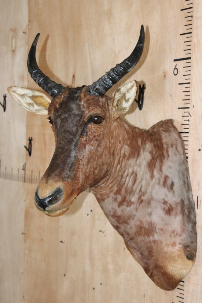 TSESSEBE Shoulder Mount - 4