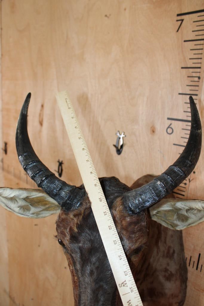 TSESSEBE Shoulder Mount - 5