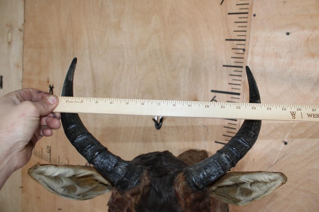 TSESSEBE Shoulder Mount - 6