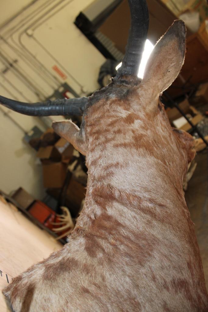 TSESSEBE Shoulder Mount - 7