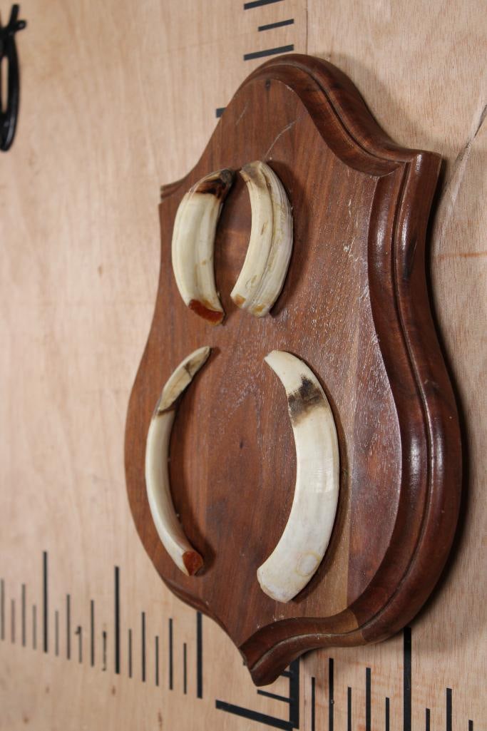 WILD PIG or BOAR Tusk Set "Captain Cookers" Taken in New Zealand - 2